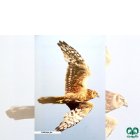 گونه سنقر سفید Pallid Harrier